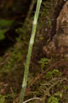 Downy rattlesnake plantain